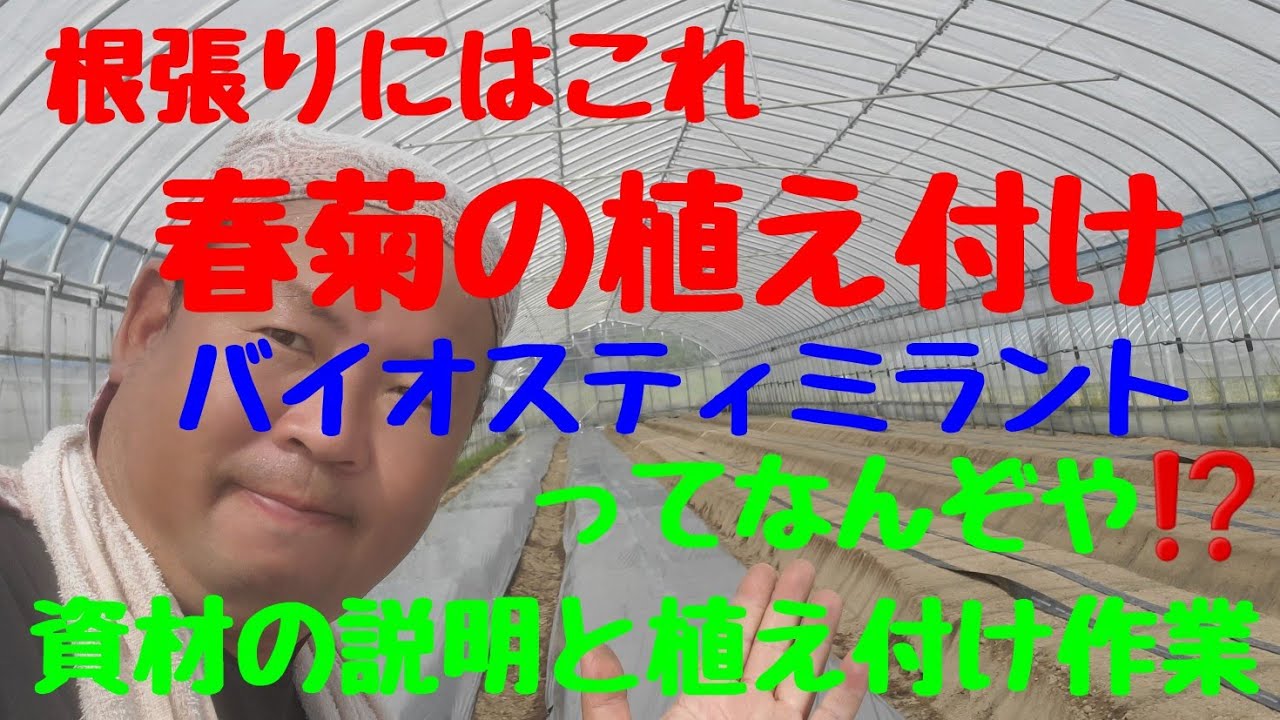 【春菊の植え付け】作業。