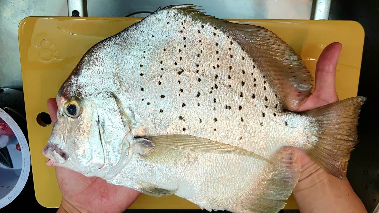 斑點雞籠鯧生魚片，西式軟刀切鯧魚特別順。