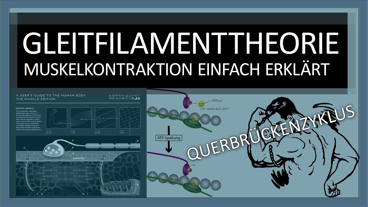 Muskelkontraktion einfach erklärt: Gleitfilamenttheorie Ablauf - Querbrückenzyklus - Sport, Biologie