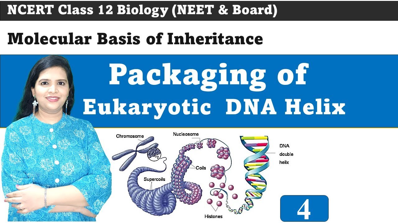 Packaging of DNA Helix | Molecular Basis of Inheritance