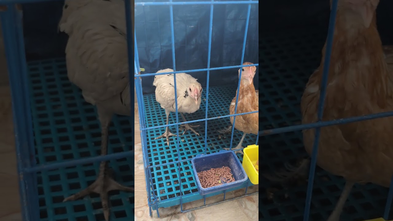 3 месяца от роду #автомобиль