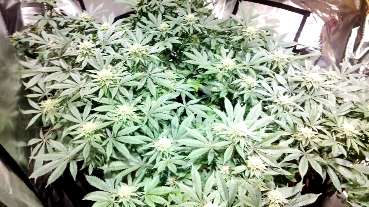 600W HPS vs MIGRO 400 LED grow diary - Week 5.5
