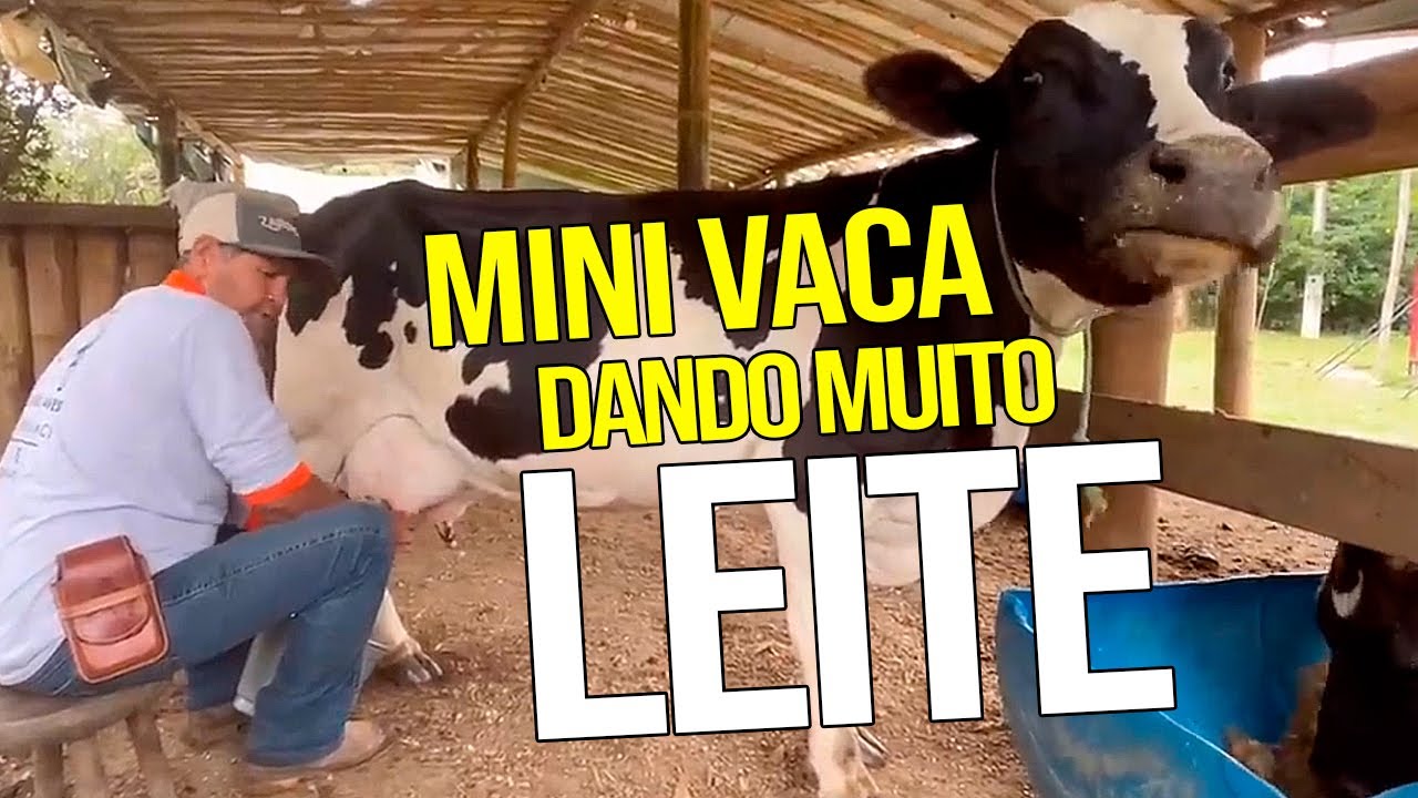 mini vaca dando leite igual vaca grande