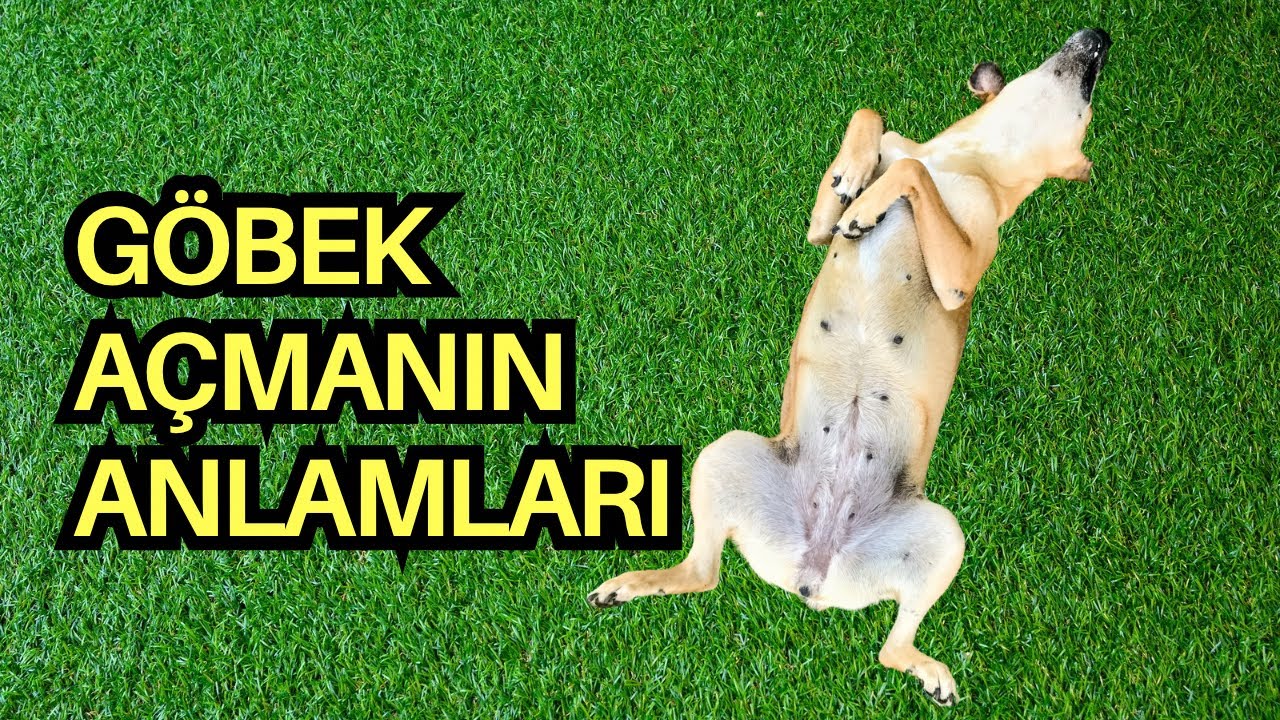 K&ouml;pek Neden G&ouml;bek A&ccedil;ar? | Bebek K&ouml;pek Benzerlikleri #k&ouml;pekadam #&ccedil;ağrıaracı #k&ouml;pek