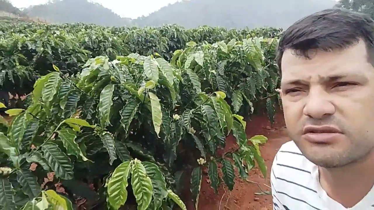 clones de alta produção de café ...
