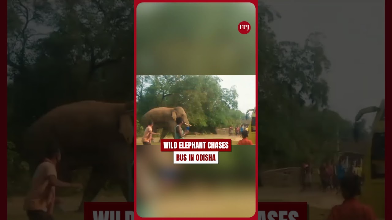 Wild Elephant Chases Passenger Bus in Odisha&rsquo;s Mayurbhanj