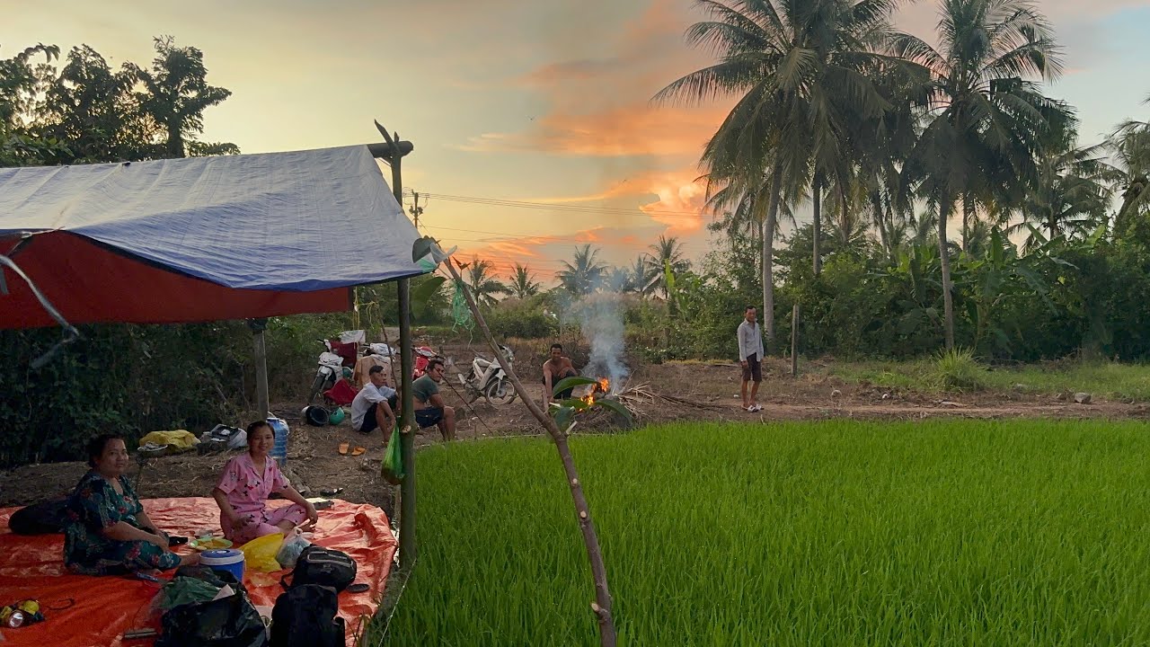 Cắm câu Cá Lóc bằng mồi Nhái Dựng Liều ngủ lại một đêm trên đồng lúa non VXĐ 831
