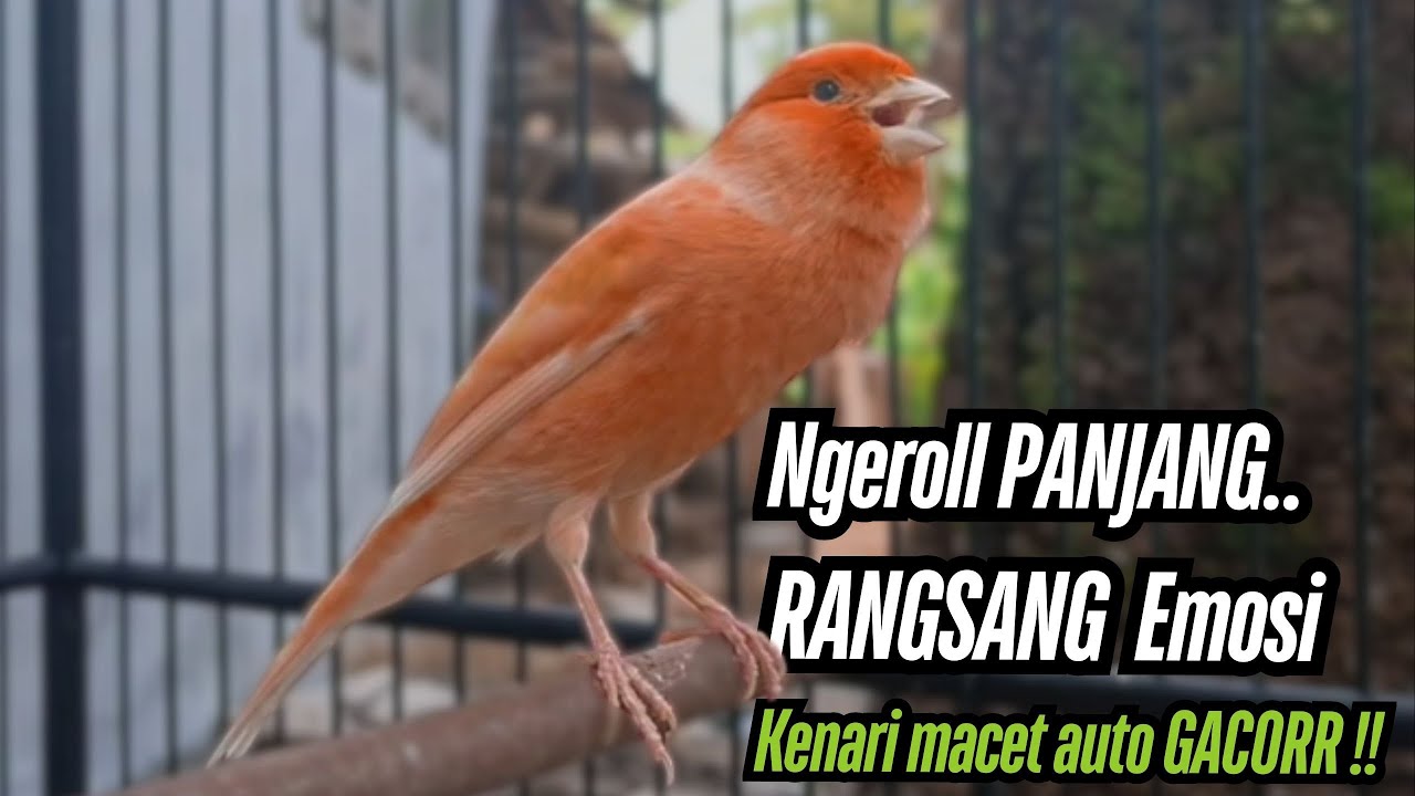 Pancingan Kenari GACOR PANJANG masteran Kenari Paud AGAR gacor AMPUH Kenari MACET Langsung NYAUT !!