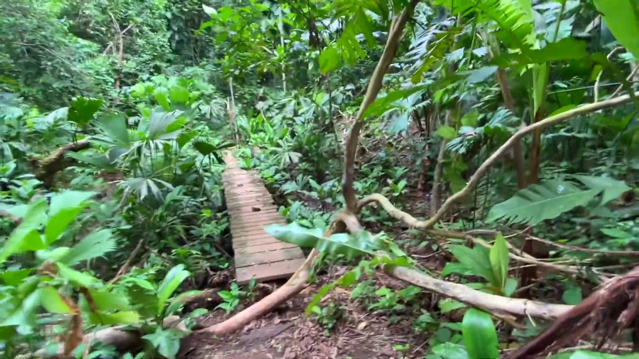 Jungle Walk, Isla Solarte, Bocas del Toro, Panama