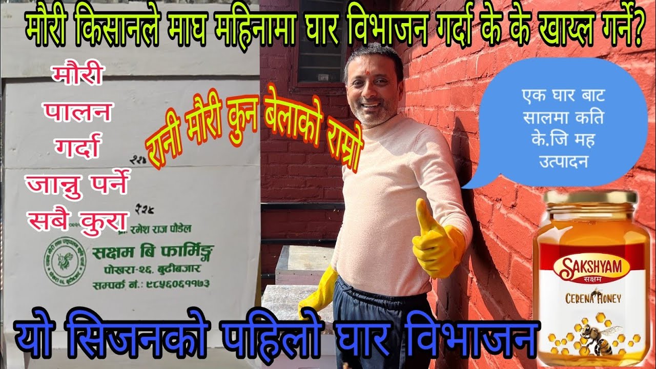 यो सिजन को पहिलो घार विभाजन#beekeeper #bee