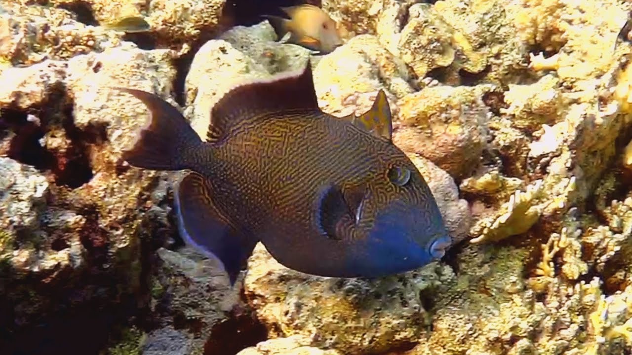 Blue-and-gold triggerfish (Pseudobalistes fuscus), Голубой псевдобалист