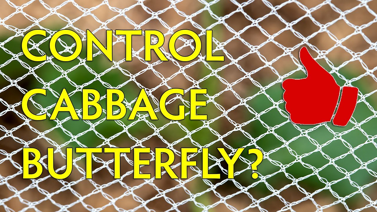Control Cabbage White Butterflies with nets