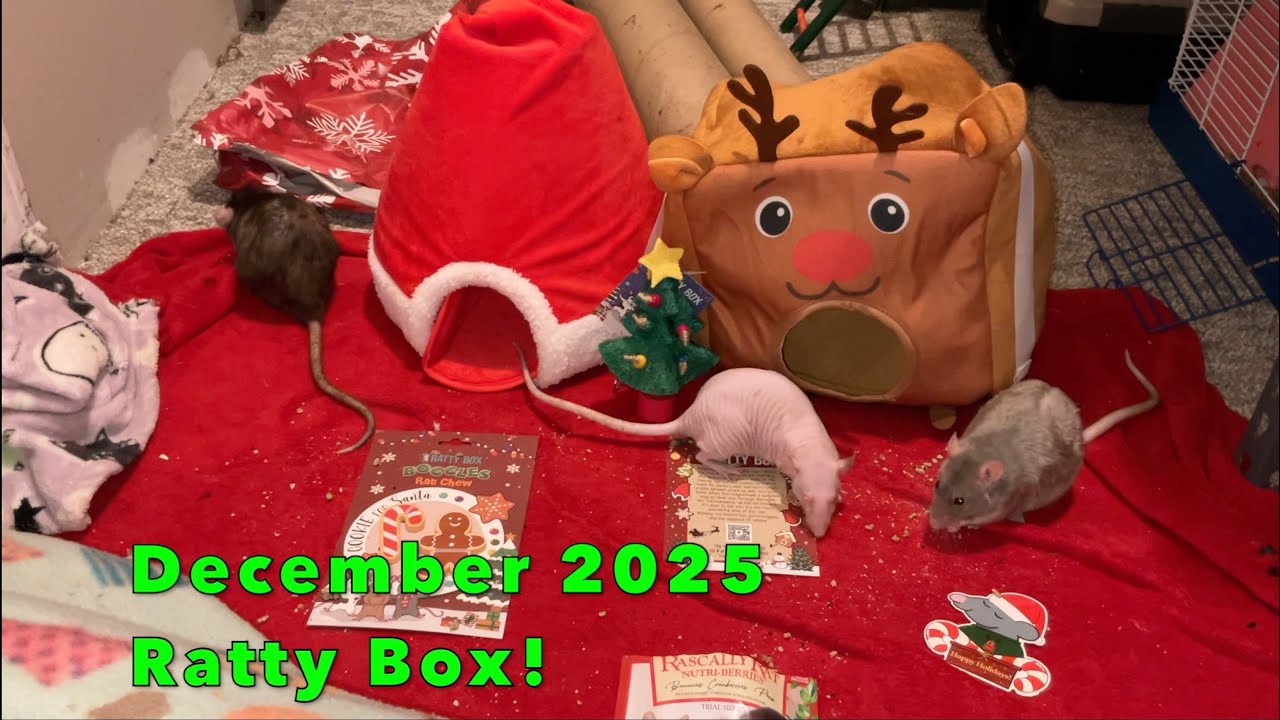 Обзор альбома Ratty Box, вышедшего в декабре 2025 года!