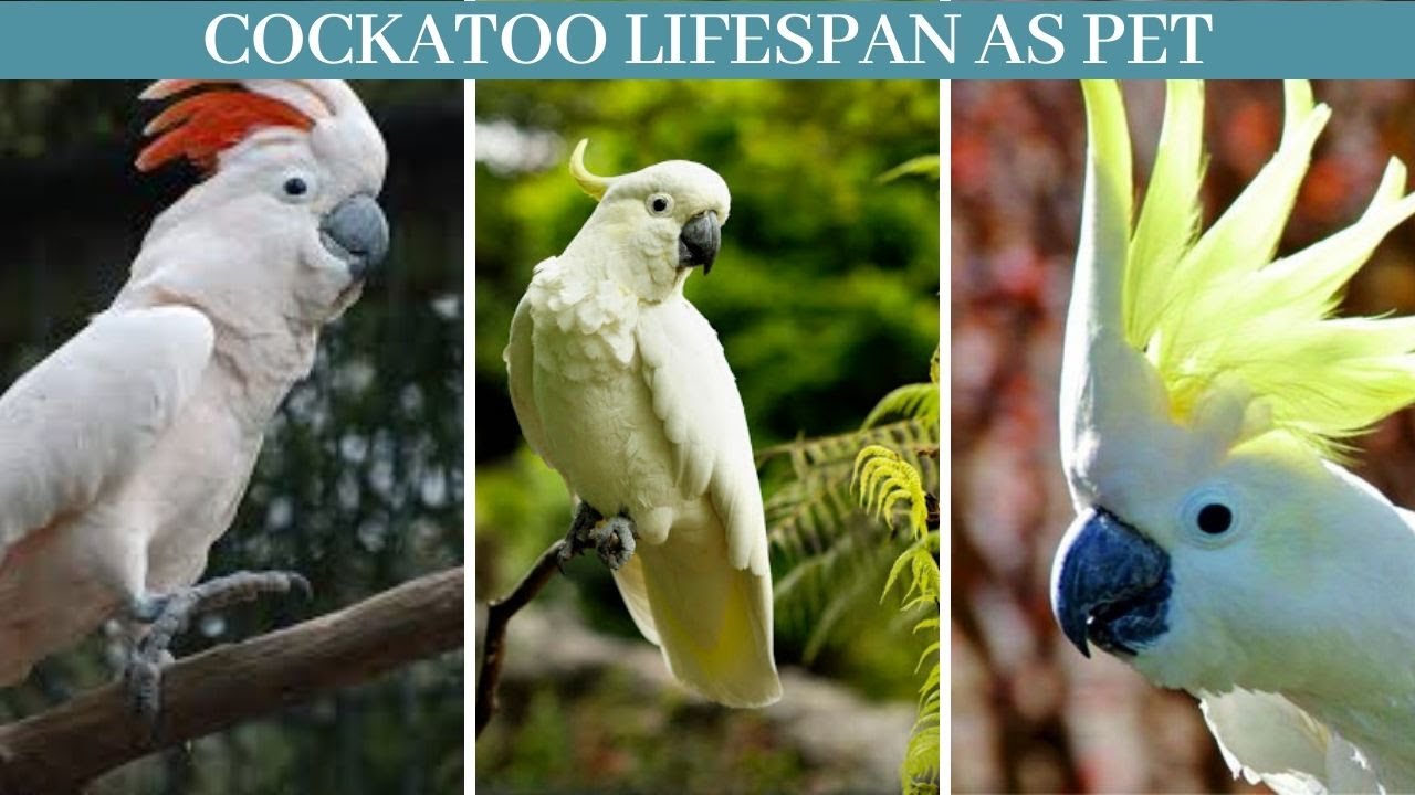 Cockatoo lifespan || cockatoo lifespan as pet || How long do cockatoos live as a pet?