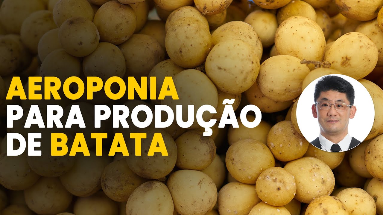 Como Funciona a Aeroponia na Produção de Batata-Semente