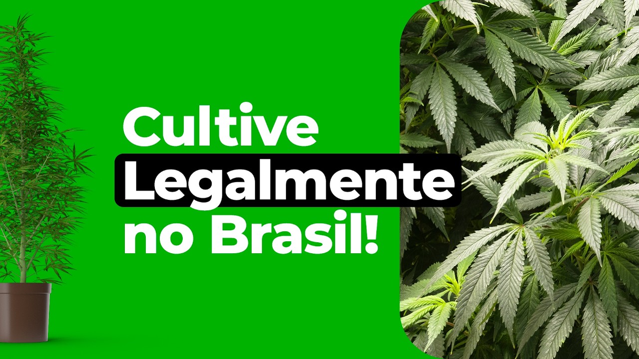 Como Emitir Habeas Corpus para Cultivo de Cannabis no Brasil [Guia Completo 2025]