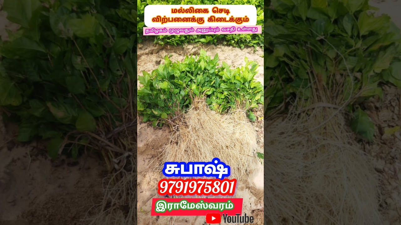 #மல்லிகை