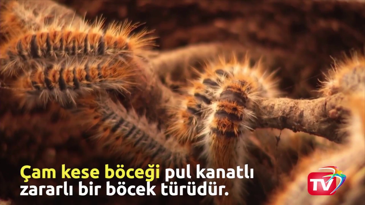 Çam Kese Böceğinin Zararları Nelerdir?