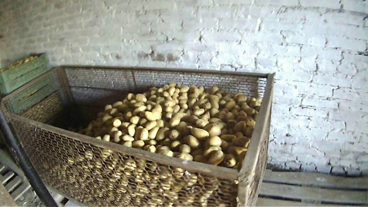 Подробный обзор подвала (погреба) для хранения овощей, картофеля.