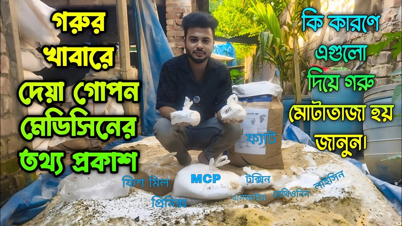 গরু মোটাতাজা করার জন্য এই গোপন মেডিসিন গুলো কেন ব্যবহার করা হয়! এই তথ্যগুলো সকলের অজানা।