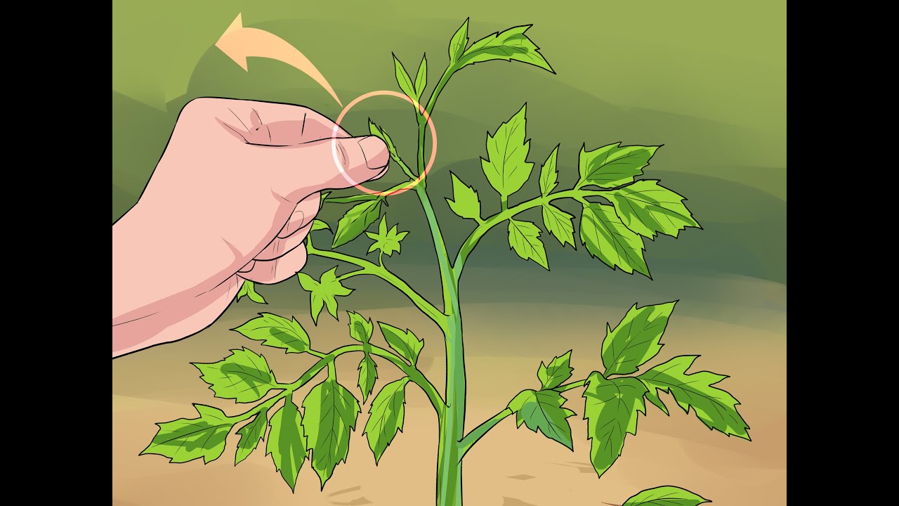 Como podar o seu pé de Tomate corretamente