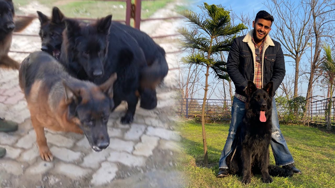 Black German shepherd in India😱
