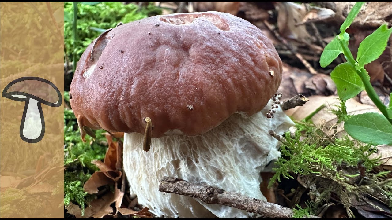 🍄FICHTENSTEINPILZE - PILZE ANFANG AUGUST