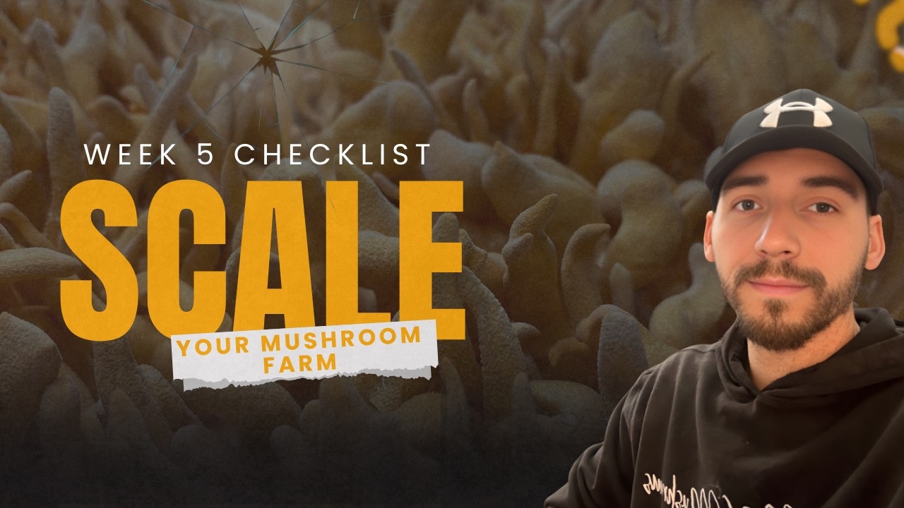 Mastering the Week 5 Checklist: Scale Your Mushroom Farm