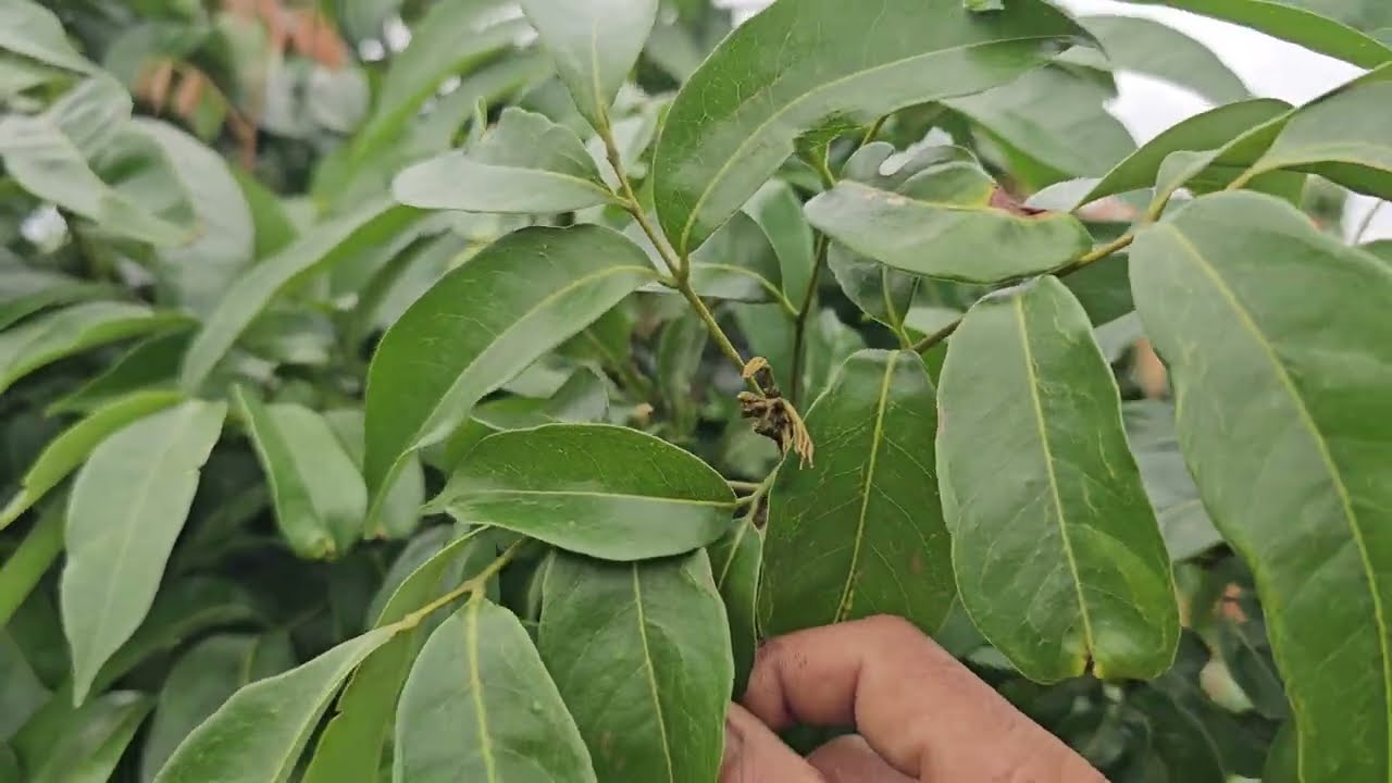 Cách cho cây vải nở hoa cái sớm, cách ủ hoa cho cây vải... 