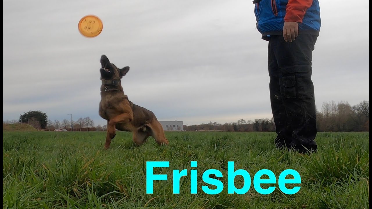 Köpeğimle Frizbi  Nasıl Oynarım.