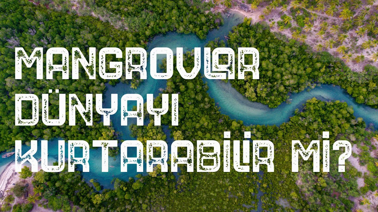 Mangrovlar Dünya'yı Kurtarabilir Mi?