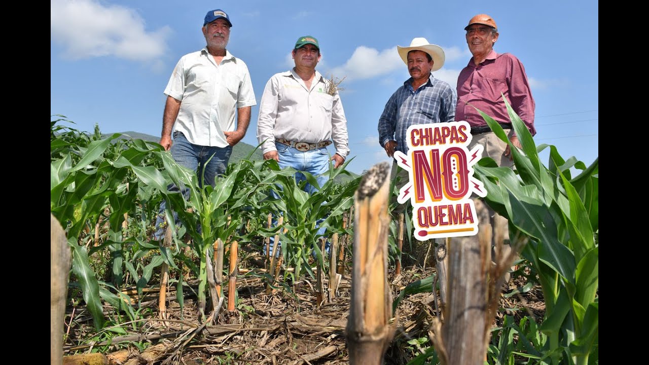 #ElRastrojoVale | Beneficios de la Agricultura de Conservación