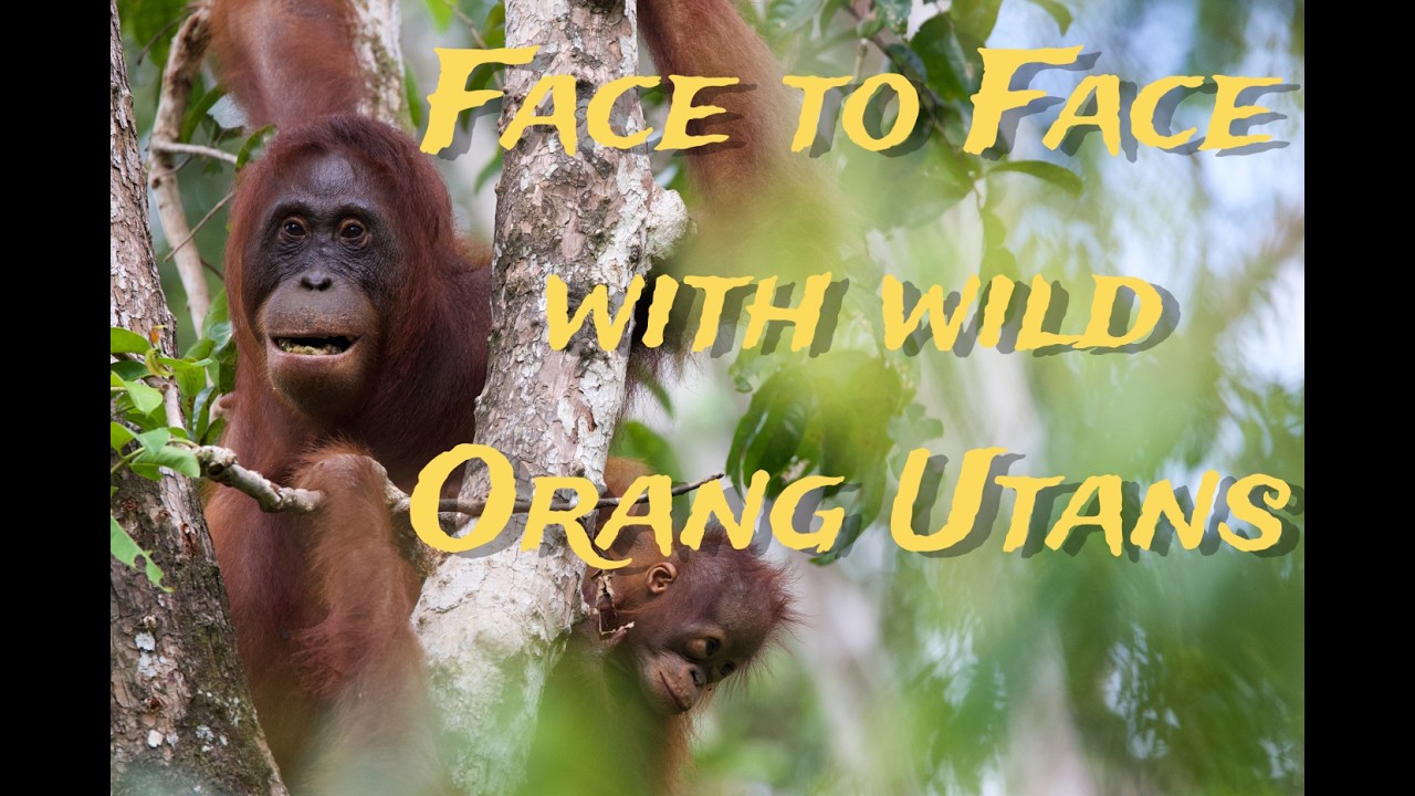 Face to Face with wild Orang Utans - a journey into Borneo's rainforest