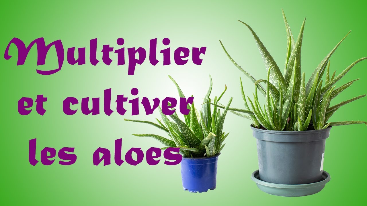 Culture d'aloe vera et multiplication à partir de rejets