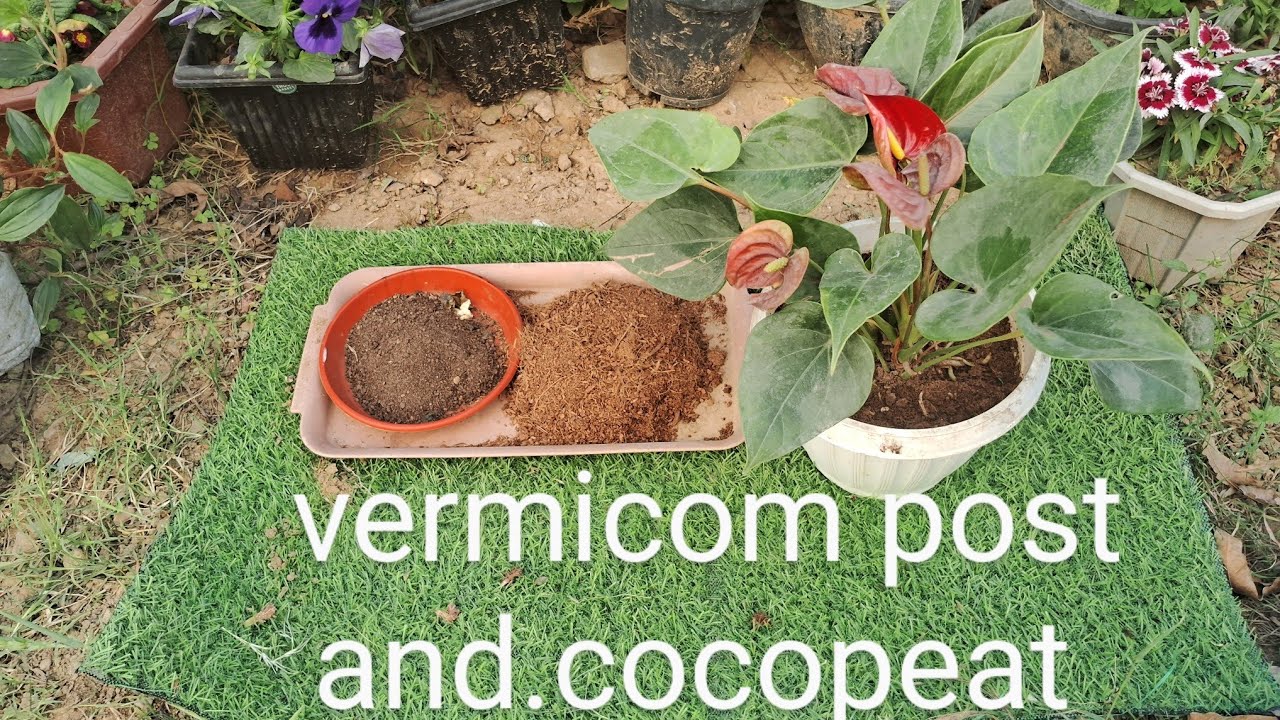 Rare important, anthurium  plant  care आप एनथोरियम  से करते है प्यार  तो ये बिडियो जरूर  देखे 