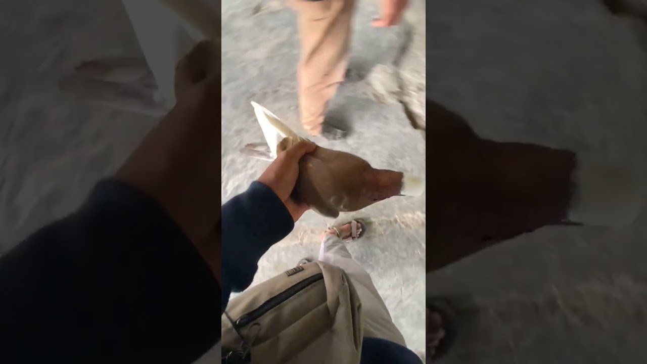 Hunting merpati lagi ke pasar #pets #merpati