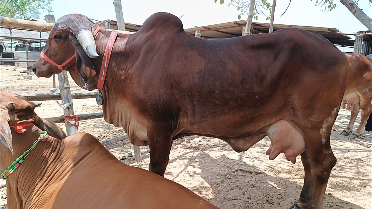 दुनिया भर की तरह तरह की दुधारू गाय यहा मिल रही है | Chausa Pashu Mandi 2024 | Cow Video| Bipin Singh
