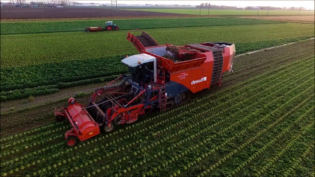 Dewulf Kwatro / Grimme / Knolselderij / Celeriac / Knollensellerie / Drone Landbouw / Deutz-Fahr
