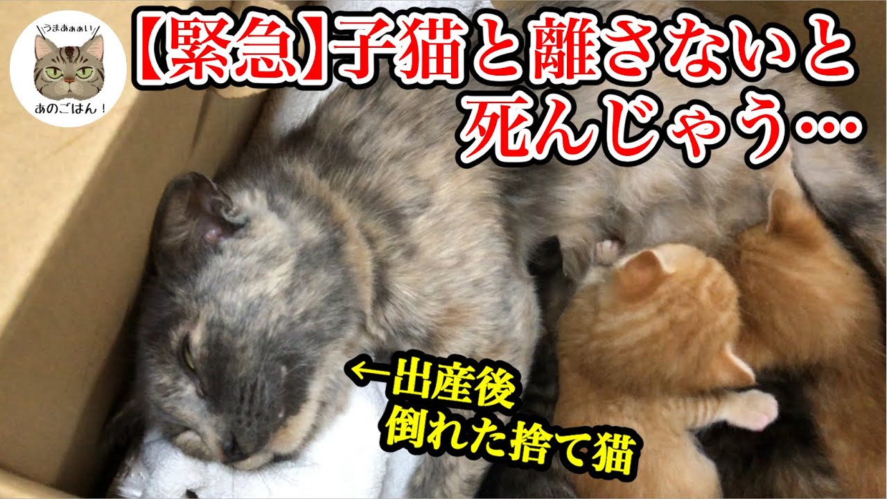 餓死寸前で出産した捨て猫が倒れて点滴が必要に（Reまとめ②）