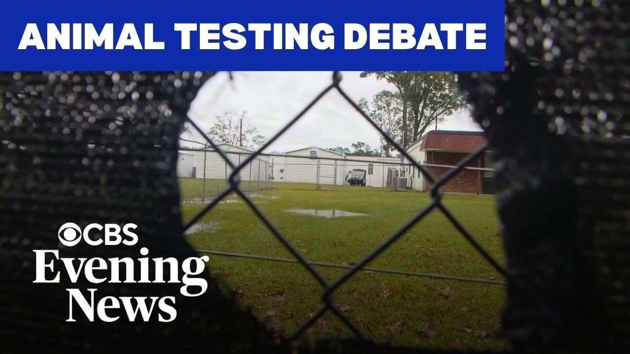 Inside the debate over animal testing in medical research