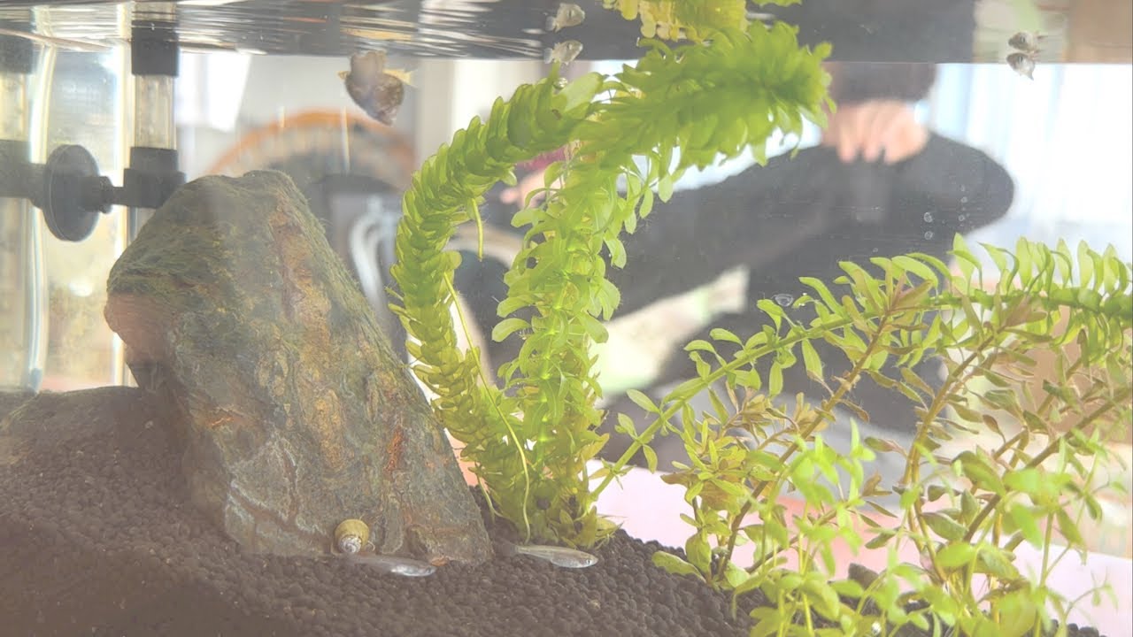 今日も何事もないメダ活でした