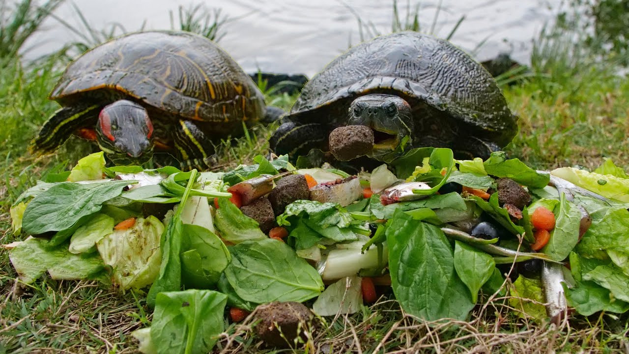 Turtles Love Salad!
