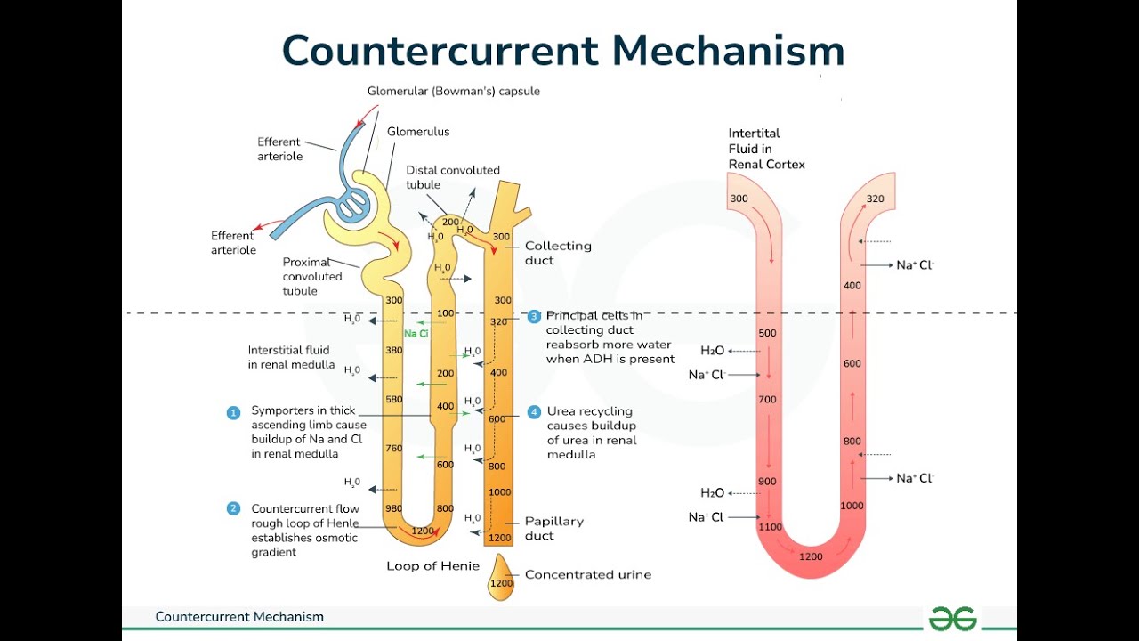 Countercurrent Exchanger & Micturition Reflex