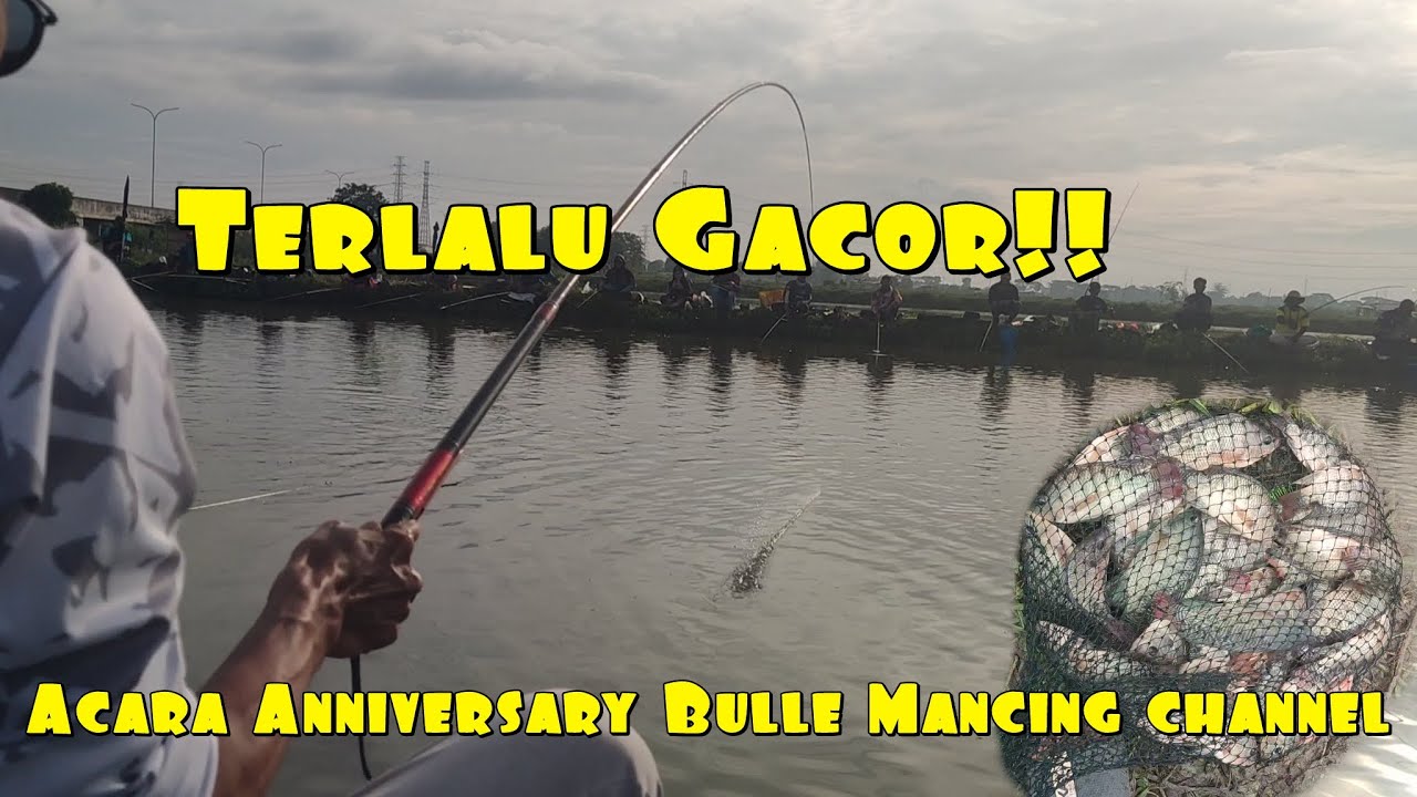 Terlalu Gacor!!, Empang Nabil Edisi Anniversary Bulle Mancing Channel