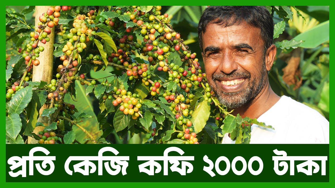 বাংলাদেশেই কফির সফল আবাদ | Agro News Bangla