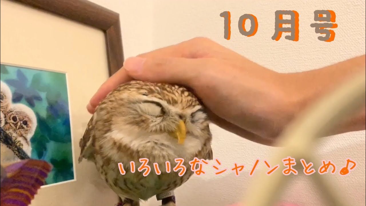 コキンメフクロウ@シャノンまとめ10月号 #51【Shannon's Daily Life】