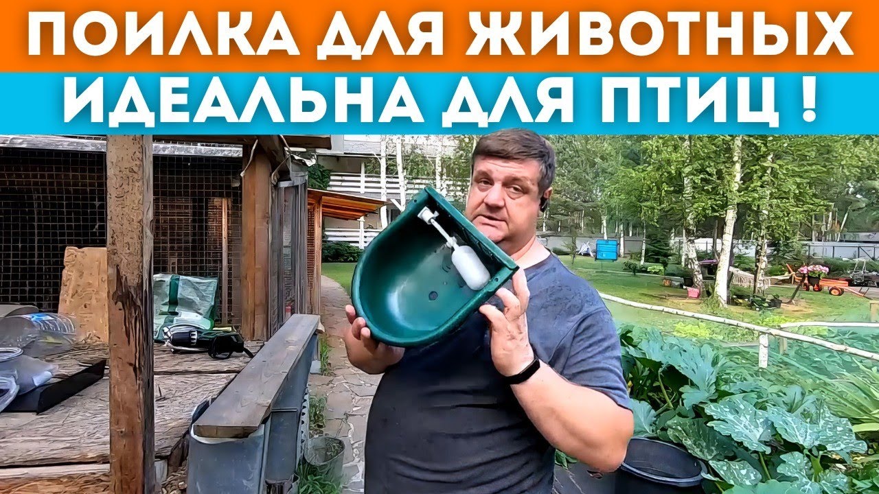 Поилка для птиц // 6 лет её искал.