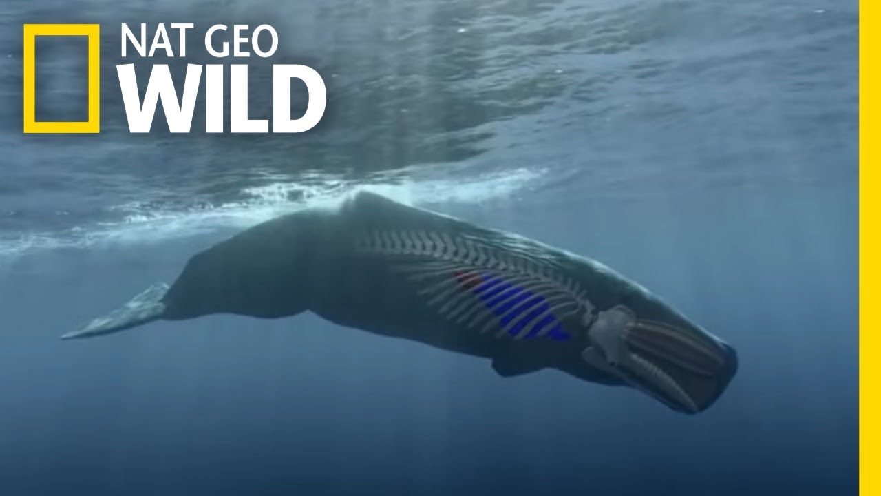 How to Dive Like a Sperm Whale | Whales of the Deep