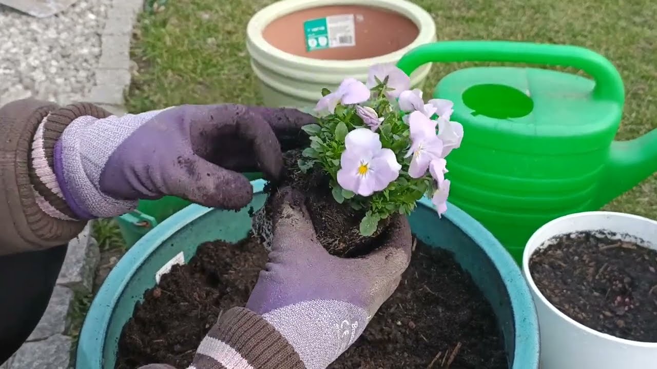 Jak posadzić bratki - lilie - co zrobić z pelargonią - hortensją ogrodową begonią