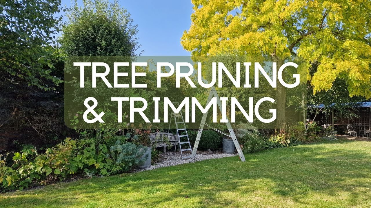 Your garden trees - what you need to know before you book a tree surgeon or charge up your chainsaw